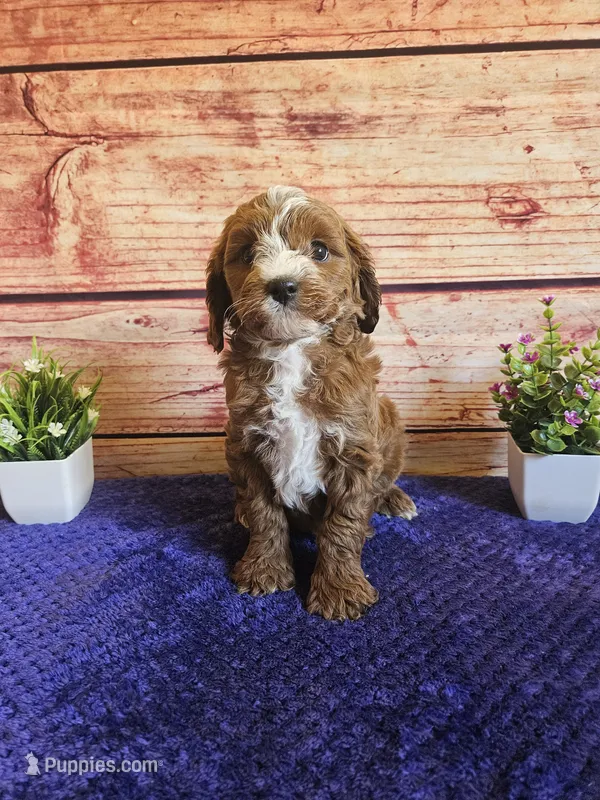 ❤️Luna F1b❤️ – Cavapoo puppy for sale in Pittsford, MI
