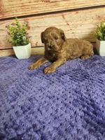Hazel F1b , a female Cavapoo for sale in Pittsford, MI – 2 of 5