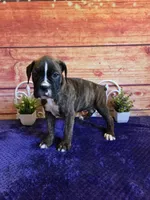 Tulip AKC, a female Boxer for sale in Pittsford, MI – 6 of 8