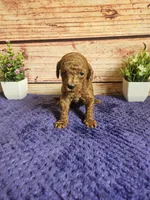 Nova F1b , a female Cavapoo for sale in Pittsford, MI – 3 of 5