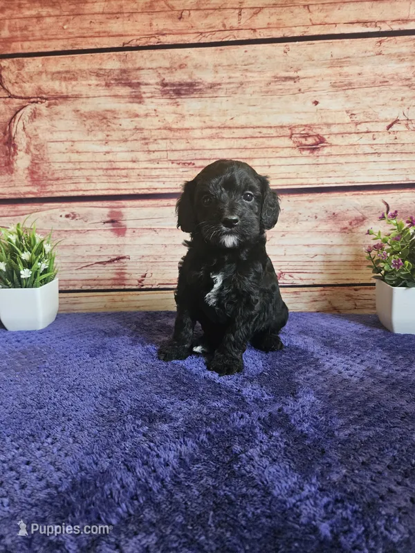 Spot F1b  – Cavapoo puppy for sale in Pittsford, MI
