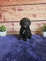 Spot F1b , a male Cavapoo for sale in Pittsford, MI – 1 of 3