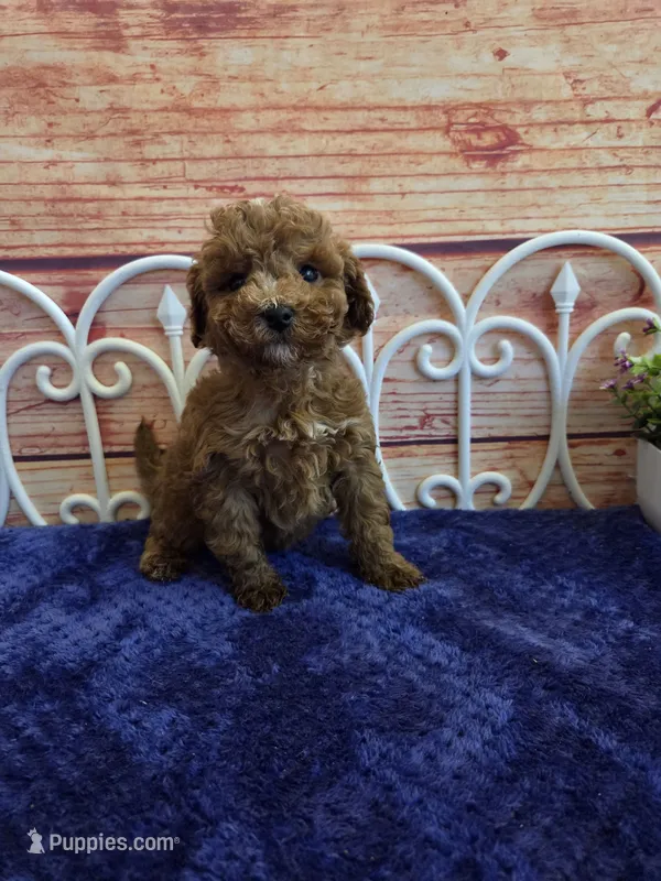 Ruger F1b – Cavapoo puppy for sale in Pittsford, MI