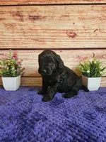 💙Teddy F1b 💙, a male Miniature Goldendoodle for sale in Pittsford, MI – 2 of 3