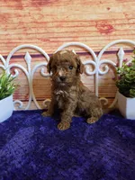 Ruger F1b, a male Cavapoo for sale in Pittsford, MI – 4 of 4