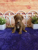 Lisa F1b, a female Cavapoo for sale in Pittsford, MI – 4 of 5