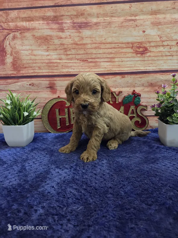 Josh F1B – Cavapoo puppy for sale in Pittsford, MI