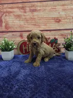 Josh F1B, a male Cavapoo for sale in Pittsford, MI – 1 of 3