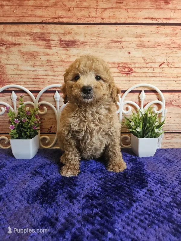 💙Cash F1b 💙 – Miniature Goldendoodle puppy for sale in Pittsford, MI