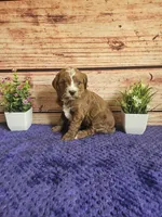 Luna F1b , a female Cavapoo for sale in Pittsford, MI – 3 of 5