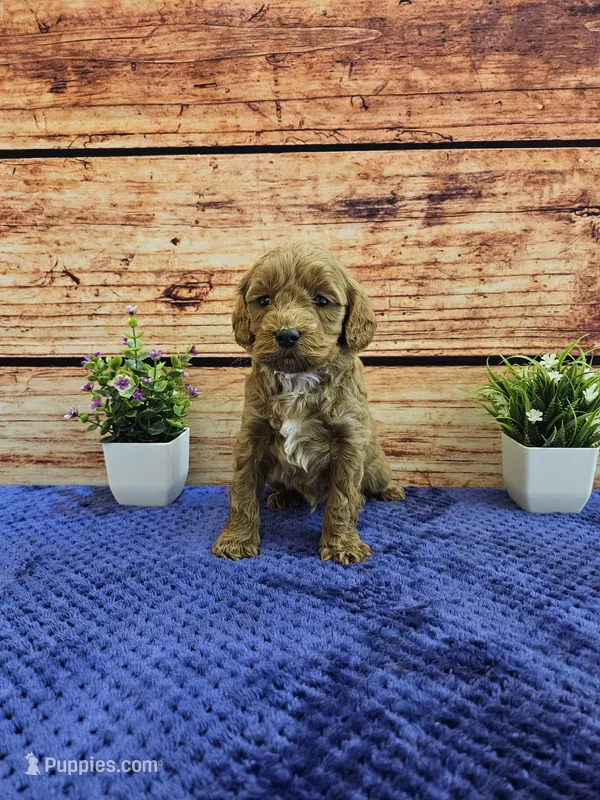 Teddy F1B – Cavapoo puppy for sale in Pittsford, MI