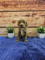 Teddy F1B, a male Cavapoo for sale in Pittsford, MI – Photo 1 of 3