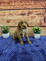 Teddy F1B, a male Cavapoo for sale in Pittsford, MI – Photo 3 of 3