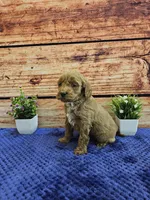 Teddy F1B, a male Cavapoo for sale in Pittsford, MI – Photo 2 of 3