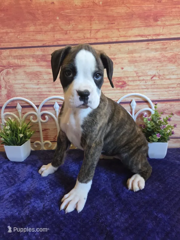 Miley AKC – Boxer puppy for sale in Pittsford, MI