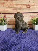 💙Rocky F1b 💙, a male Miniature Goldendoodle for sale in Pittsford, MI – 4 of 4