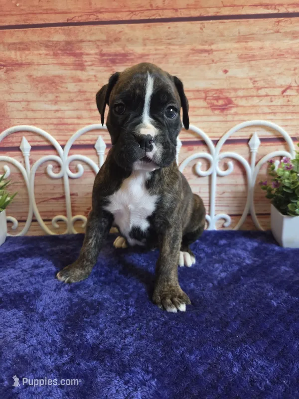 Tulip – Boxer puppy for sale in Pittsford, MI