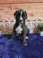 Tulip, a female Boxer for sale in Pittsford, MI – 1 of 4