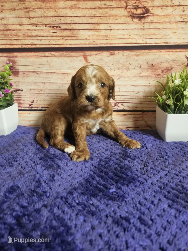 Max F1b  – Cavapoo puppy for sale in Pittsford, MI