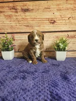 Luna F1b , a female Cavapoo for sale in Pittsford, MI – 5 of 5