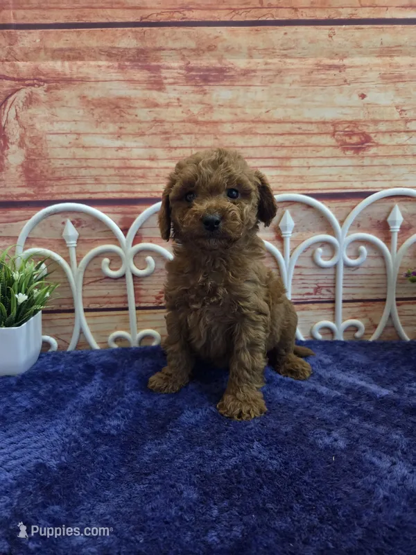 Oscar F1b – Cavapoo puppy for sale in Pittsford, MI