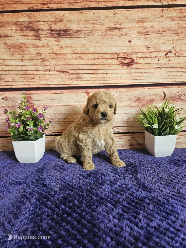 🩷Lily F1B 🩷 – Miniature Goldendoodle puppy for sale in Pittsford, MI