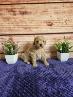 🩷Lily F1B 🩷, a female Miniature Goldendoodle for sale in Pittsford, MI – 1 of 4