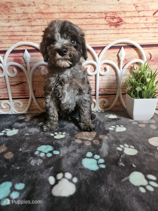 Hunter F1b  – Cavapoo puppy for sale in Pittsford, MI
