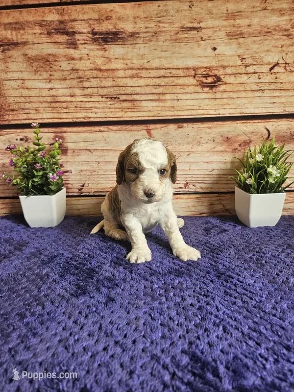 Bella F1b  – Cavapoo puppy for sale in Pittsford, MI