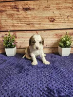 Bella F1b , a female Cavapoo for sale in Pittsford, MI – 1 of 4