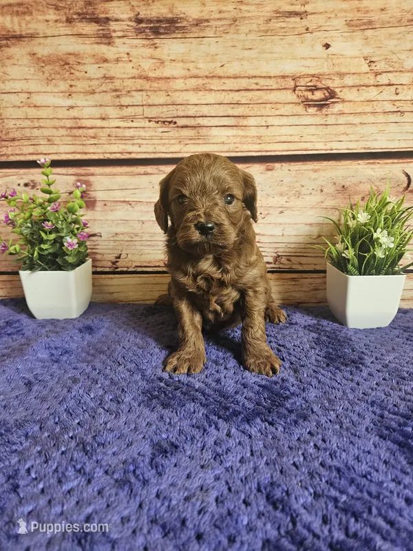 Hazel F1b – Cavapoo puppy for sale in Pittsford, MI