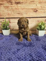 Hazel F1b , a female Cavapoo for sale in Pittsford, MI – 3 of 5