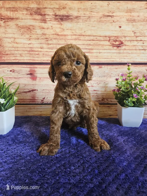 ❤️Nova F1b❤️ – Cavapoo puppy for sale in Pittsford, MI