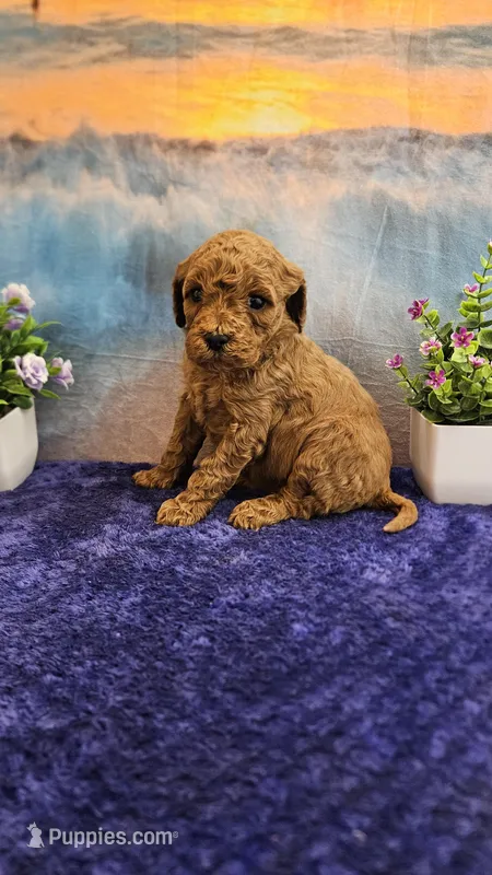 Daisy F1B  – Cavapoo puppy for sale in Pittsford, MI