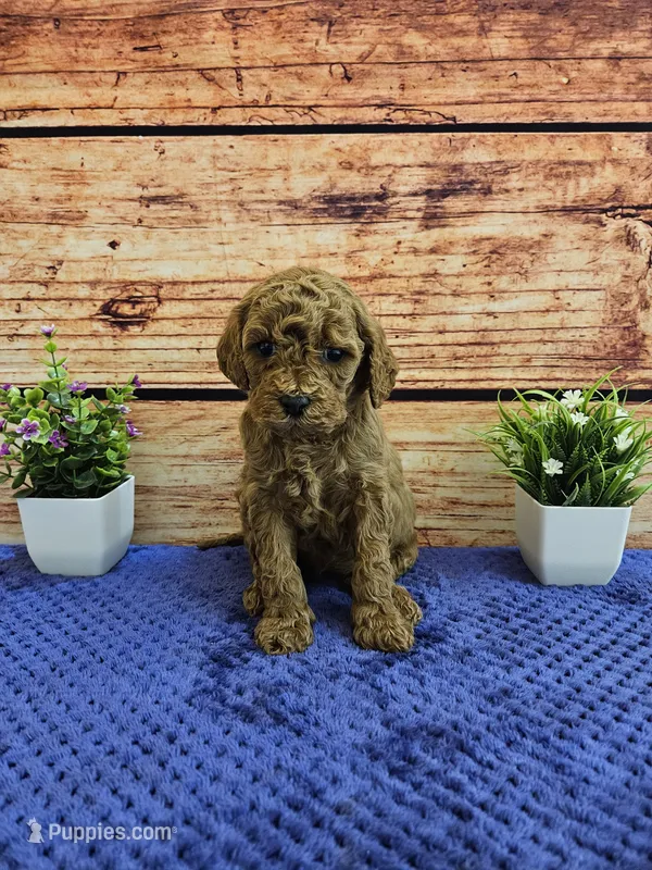 Daisy F1B  – Cavapoo puppy for sale in Pittsford, MI