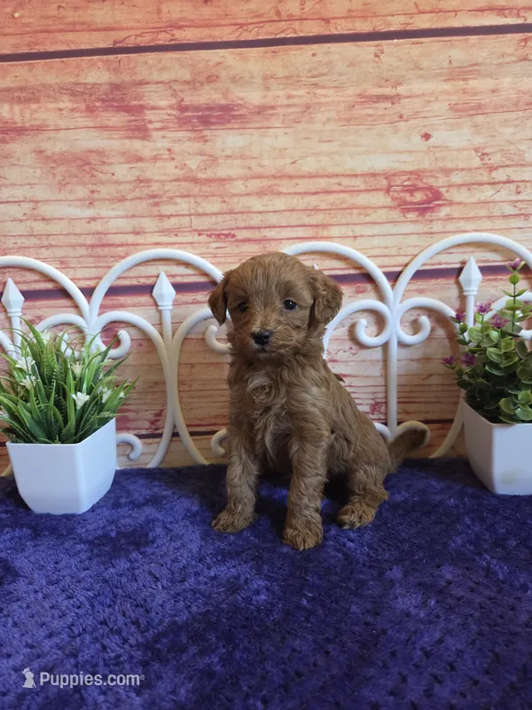 Kenzie F1b – Cavapoo puppy for sale in Pittsford, MI