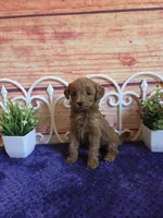 Kenzie F1b, a female Cavapoo for sale in Pittsford, MI – 1 of 5