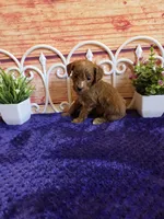 Lisa F1b, a female Cavapoo for sale in Pittsford, MI – 2 of 5