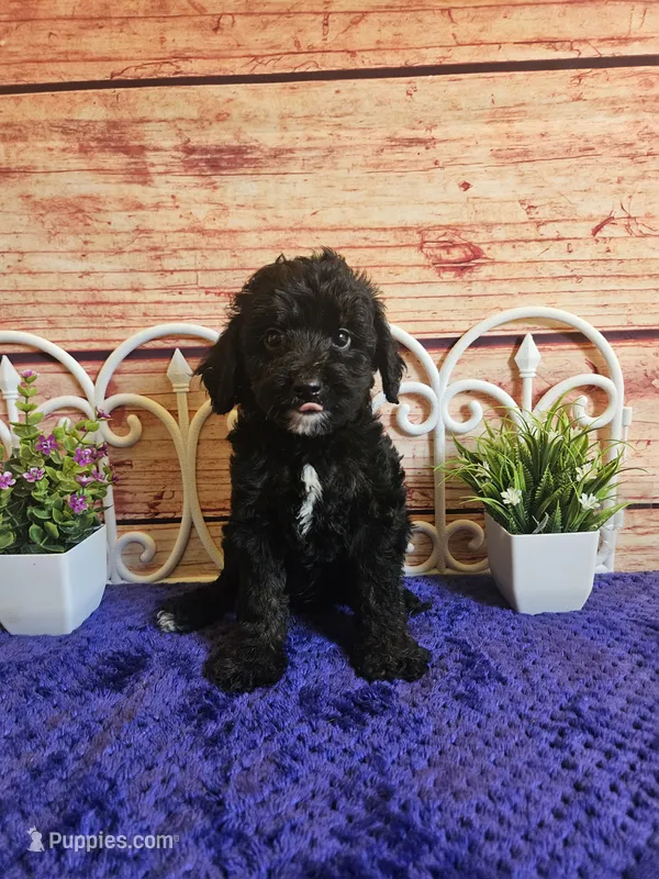 Spot F1b – Cavapoo puppy for sale in Pittsford, MI