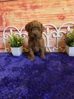 Oscar F1b, a male Cavapoo for sale in Pittsford, MI – 5 of 6
