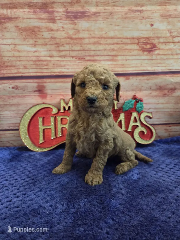 Alice F1B – Cavapoo puppy for sale in Pittsford, MI