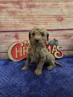 Alice F1B, a female Cavapoo for sale in Pittsford, MI – 1 of 3
