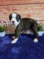 Dolly, a female Boxer for sale in Pittsford, MI – 4 of 4