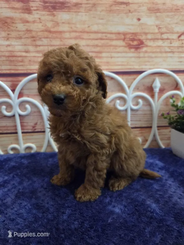 Spot F1b – Cavapoo puppy for sale in Pittsford, MI