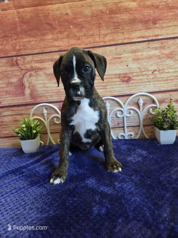 Tulip AKC – Boxer puppy for sale in Pittsford, MI