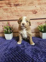 💙Jack F1b 💙, a male Miniature Goldendoodle for sale in Pittsford, MI – 1 of 3
