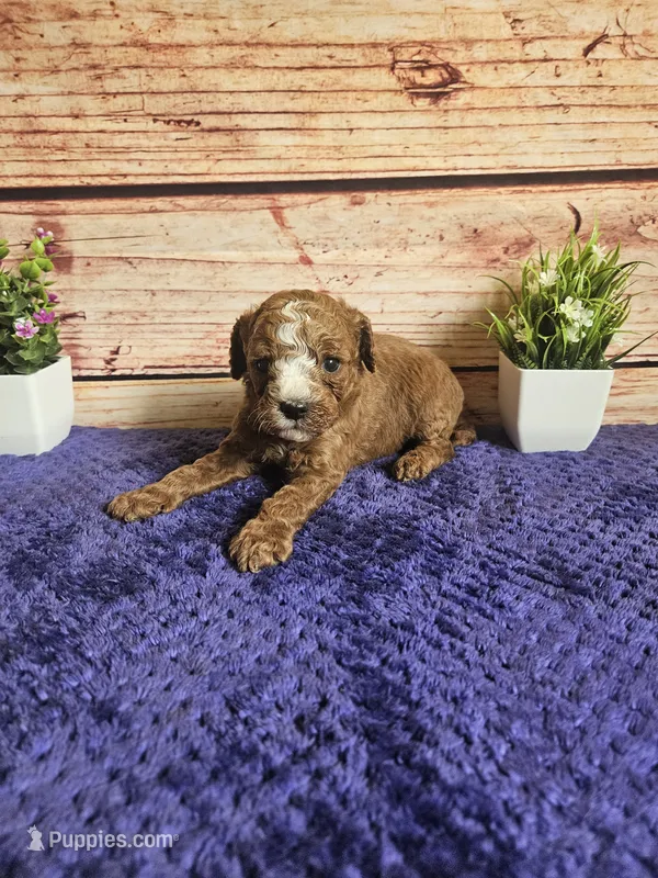 Atlas F1b – Cavapoo puppy for sale in Pittsford, MI