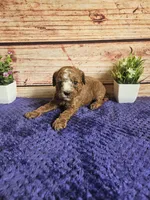 Atlas F1b , a male Cavapoo for sale in Pittsford, MI – 2 of 3