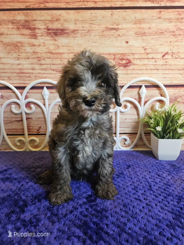 Hunter F1b – Cavapoo puppy for sale in Pittsford, MI