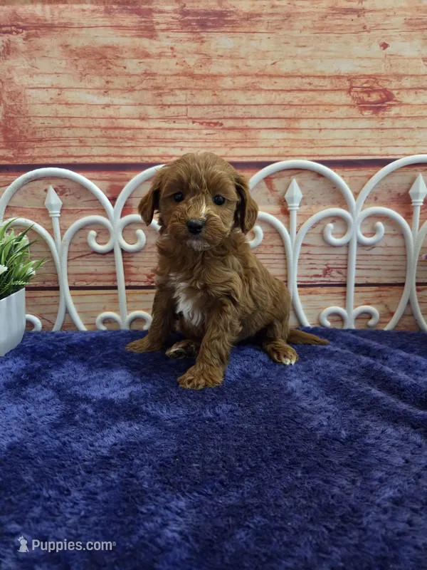 Lisa F1b – Cavapoo puppy for sale in Pittsford, MI